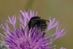 Bombus humilis