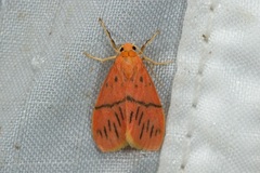 Miltochrista pingera