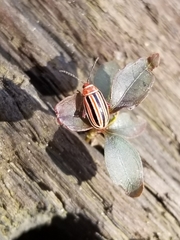 Disonycha admirabila