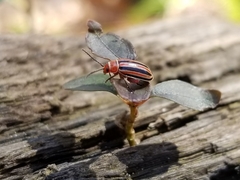 Disonycha admirabila