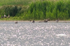 Limosa limosa