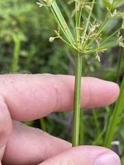 Cyperus haspan