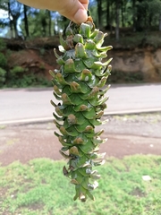Pinus ayacahuite