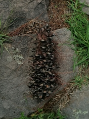 Pinus ayacahuite