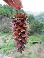 Pinus ayacahuite