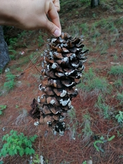Pinus ayacahuite