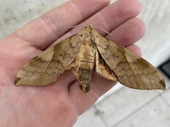 Clanis bilineata