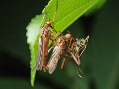 Empis livida