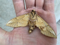 Clanis bilineata