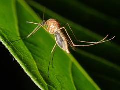 Aedes cinereus