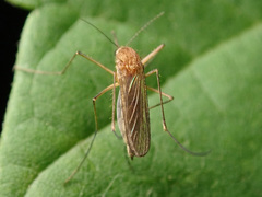 Aedes cinereus