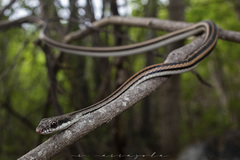 Salvadora lemniscata