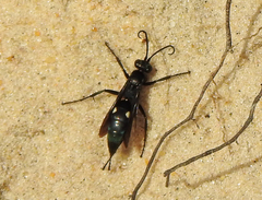 Anoplius samariensis