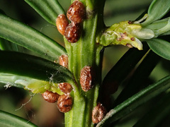 Parthenolecanium pomeranicum