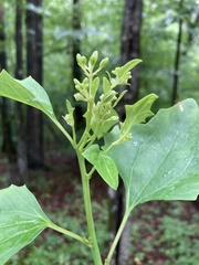 Arnoglossum atriplicifolium