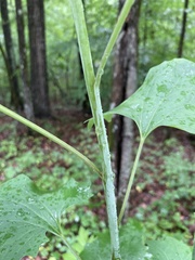 Arnoglossum atriplicifolium