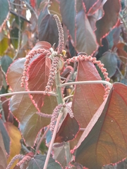 Acalypha wilkesiana