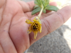 Pectis multiflosculosa