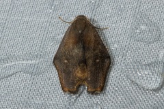 Macaduma borneana
