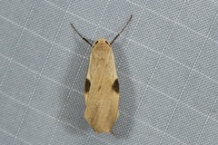 Macotasa nubeculoides