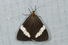 Nyctemera regularis