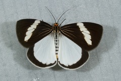 Nyctemera regularis