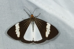 Nyctemera regularis