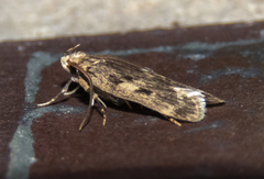 Martyringa latipennis