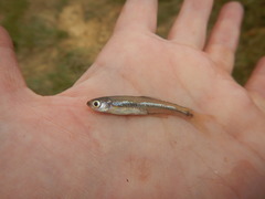 Lythrurus umbratilis