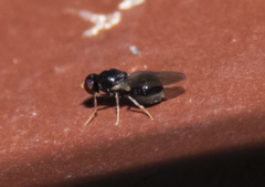 Pachygastrinae