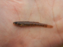 Etheostoma gracile