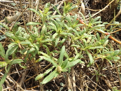 Pectis multiflosculosa