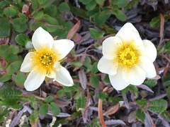 Dryas ajanensis