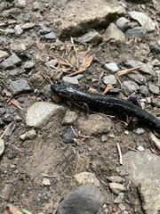 Desmognathus imitator