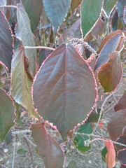 Acalypha wilkesiana