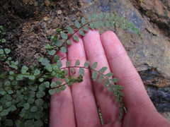 Asplenium adulterinum