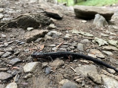 Desmognathus imitator