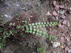 Asplenium adulterinum