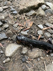 Desmognathus imitator