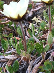 Dryas ajanensis
