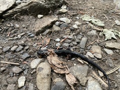 Desmognathus imitator