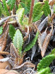 Dryas ajanensis