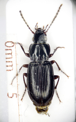 Pterostichus minor