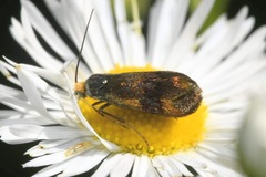 Nemophora fasciella