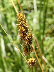 Carex annectens