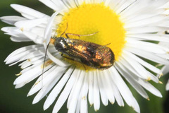 Nemophora fasciella