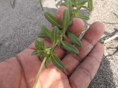 Pectis multiflosculosa