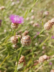 Centaurea jacea jacea