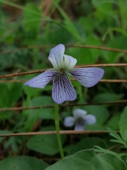 Viola grahamii