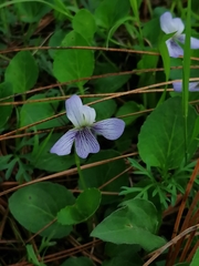 Viola grahamii